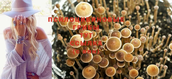 гашик Алексин